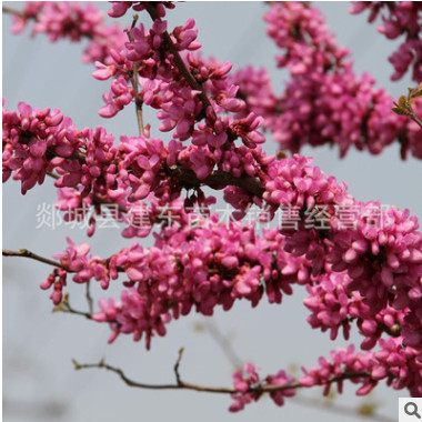 紫荊花 獨(dú)桿紫荊花樹 叢生紫荊樹苗 滿條紅紫金花樹苗門前風(fēng)景樹