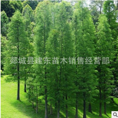 紫荊花 獨(dú)桿紫荊花樹 叢生紫荊樹苗 滿條紅紫金花樹苗門前風(fēng)景樹