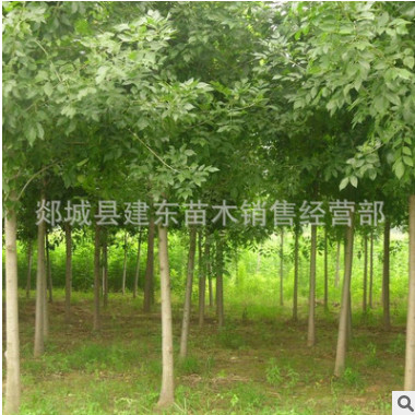批發(fā)速生對(duì)節(jié)白蠟苗 金葉絨毛老原生白蠟樹苗園林綠化 種植基地
