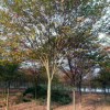 櫸樹