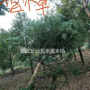 香樟樹各種規(guī)格！