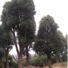 浙江香樟介紹