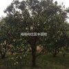 湖南供應(yīng)香泡規(guī)格齊全