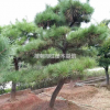 優(yōu)質(zhì)特價造型黑松產(chǎn)地直銷