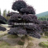 湖南[產(chǎn)品]/湖南造型紅花繼木價格/報價