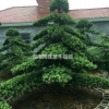 湖南供應(yīng)造型羅漢松規(guī)格齊全