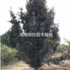 湖南羅漢松價格 今年長沙羅漢松批發價格怎么樣 精品羅漢松批