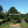 金彈子圖片/金彈子報(bào)價(jià)