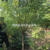 河南供應大量金枝國槐 自家樹