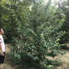 叢生臘梅