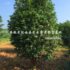 安徽桂花 金桂 紅葉桃 紅梅 臘梅 紫玉蘭 紫薇