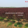 紅葉李（紫葉李）