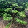 黃楊地徑8至13公分