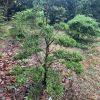 黃楊地徑8至13公分