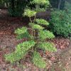 黃楊地徑8至13公分