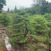 黃楊地徑8至13公分