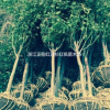 浙江紅楓大型種植基地報價及處理