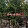 江西九江紅果冬青介紹/特征/用途