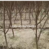江西九江紅葉碧桃價格/報價