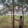 江西九江濕地松介紹/特征/用途