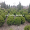 瓜子黃楊球報價/小葉黃楊球價格/黃楊球圖片