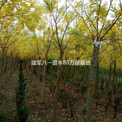 江蘇供應黃金槐3公分4公分5公分6公分7公分8公分9公分10