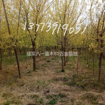 2020金葉復葉槭10-20公分*新價格 報價 圖片