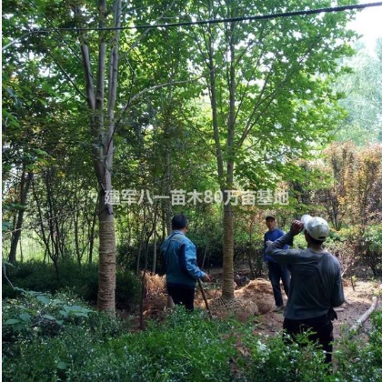 （二喬玉蘭）二喬玉蘭新價格 報價 圖片 產地建軍八一園林