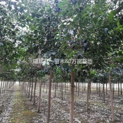 *新大葉女貞價格3-20公分報價 /大葉女貞基地圖片