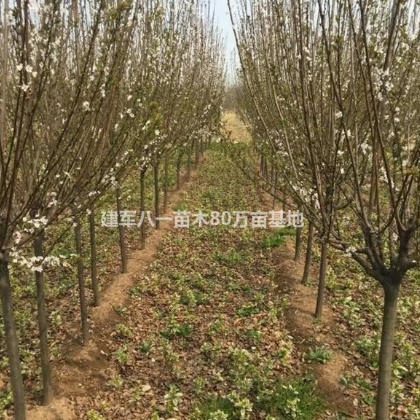2019紅葉李新報價 價格 圖片 產地供應