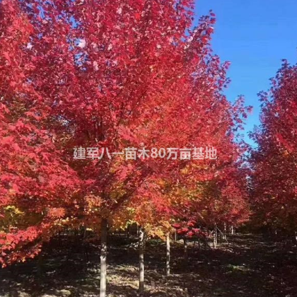 新美國紅楓2-20報價/美國紅楓基地圖片/美國紅楓供應價格