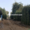 竹子基地，出售各種規格竹子，品種齊全