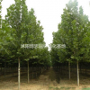 法桐各種規格批發，法桐基地，規格齊全