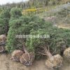 江蘇蜀儈批發/蜀儈基地直銷/蜀儈新價格，規格齊全