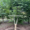 基地直銷工程苗雞爪械/各種規格雞爪械