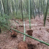 批發(fā)羅漢竹 羅漢竹苗 羅漢竹基地 羅漢竹產(chǎn)地，竹子基地