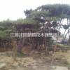 造型油松 大型造型松基地