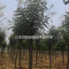 沭陽大量供應刺槐苗 香刺槐 紅花槐大小規(guī)格全 價格圖片