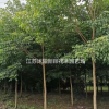 重陽木圖片_重陽木產(chǎn)地_重陽木綠化苗木苗圃基地