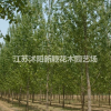 大量供應速生楊樹，白楊樹 意楊 規(guī)格齊全