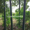 青桐價格_青桐圖片_青桐產地_青桐綠化苗木苗圃基地