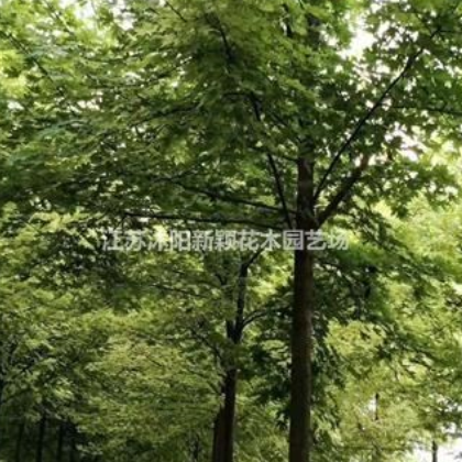 美國紅楓 秋火焰 十月光輝