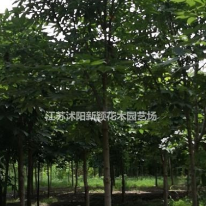 七葉樹，白花七葉樹，紅花七葉樹