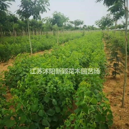 櫸樹，撲樹，烏桕