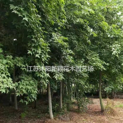 直銷楓香，楓香樹，楓香基地，北美楓香，美國楓香