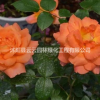 紅叢容月季 月季花 紅從容月季大花豐花月季 盆栽月季花苗工程