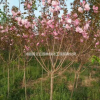 江蘇櫻花出售 櫻花供應(yīng)報(bào)價(jià)