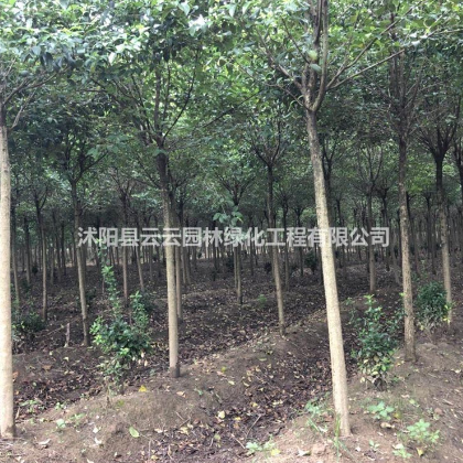 江蘇大葉女貞出售，大葉女貞價(jià)格