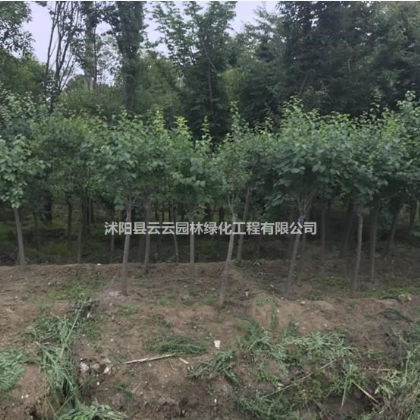 江蘇丁香出售