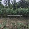 江蘇丁香出售
